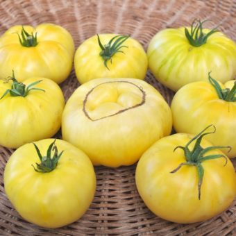 Tomato, Fantome du Laos (Organic)