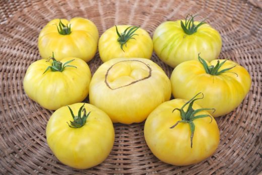 Tomato, Fantome du Laos (Organic)