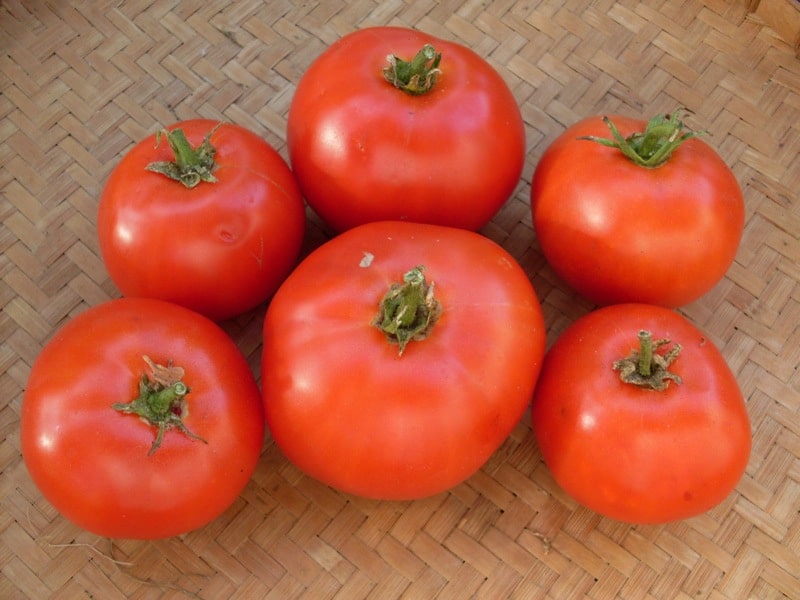 Tomato, Rosabec (Organic) - Adaptive Seeds
