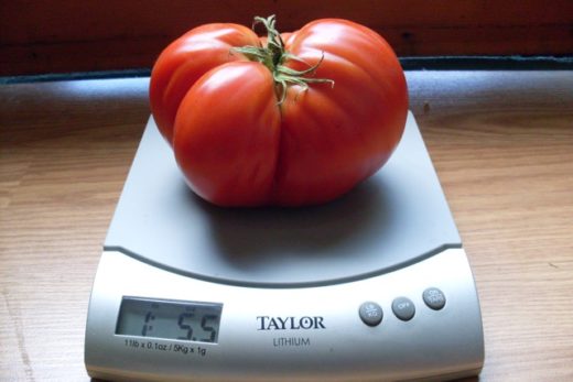 Tomato, Giant of Siebenburgen
