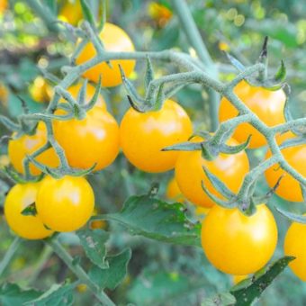 Tomato, Golden Currant (Organic)