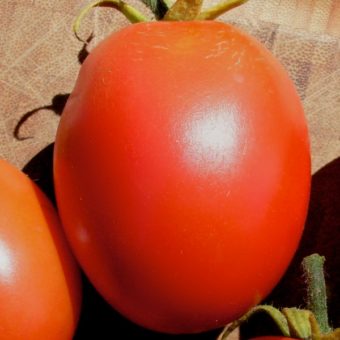 Tomato, Graham's Good Keeper (Organic)
