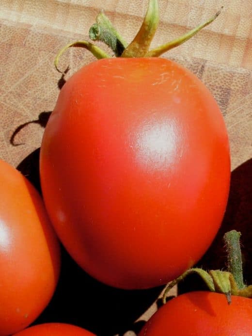 Tomato, Graham's Good Keeper (Organic)