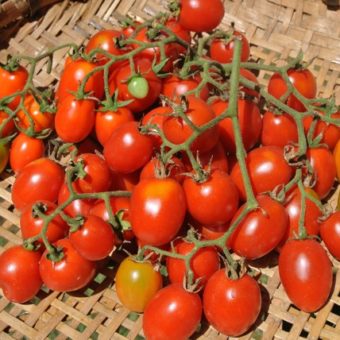 Tomato, Grappoli d'Inverno (Organic)