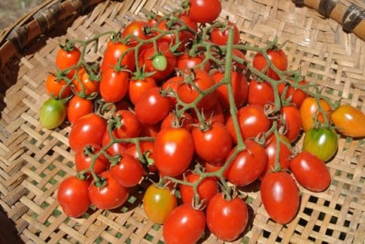 Tomato, Grappoli d'Inverno (Organic)