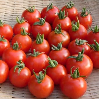 Tomato, Harvest Luck (Organic)