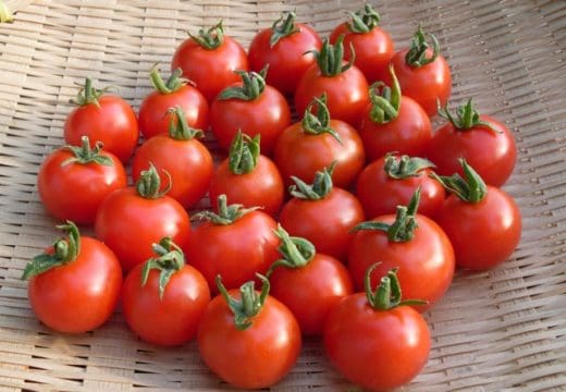 Tomato, Harvest Luck (Organic)