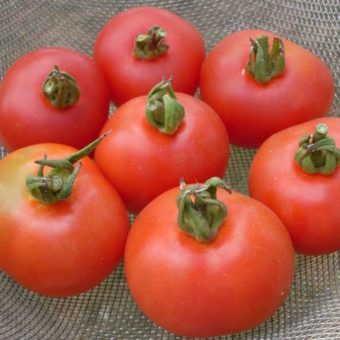 Tomato, Harzfeuer (Organic)