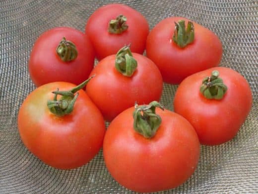 Tomato, Harzfeuer (Organic)