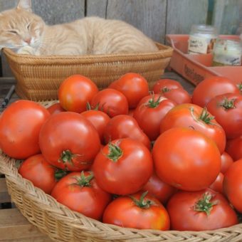 Tomato, Maria Nagy Giant (Organic)