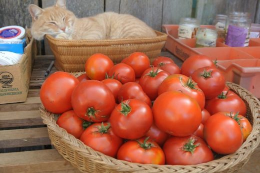 Tomato, Maria Nagy Giant (Organic)