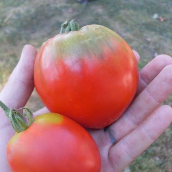Tomato, Maria Nagy heart (Pear)