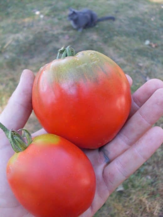 Tomato, Maria Nagy heart (Pear)