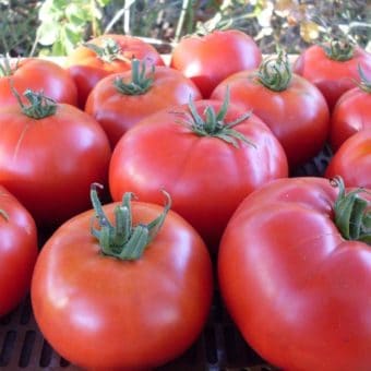 Tomato, Mashenka