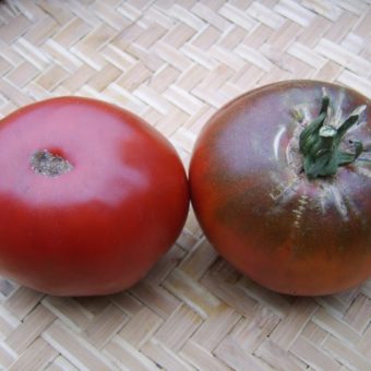 Tomato, Mavritanskite