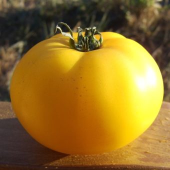 Tomato, Native Sun (Organic)
