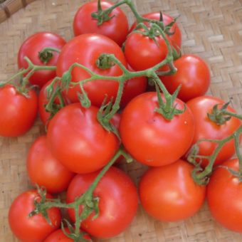 Tomato, Oldendorf Red (Organic)
