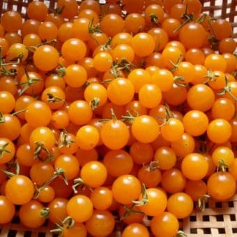 Tomato, Orange Currant (Organic)