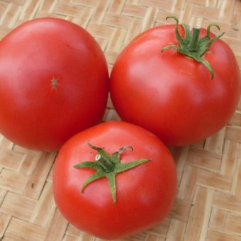 Tomato, Piroka