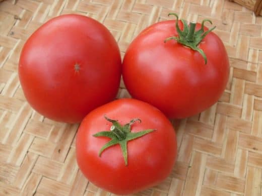 Tomato, Piroka
