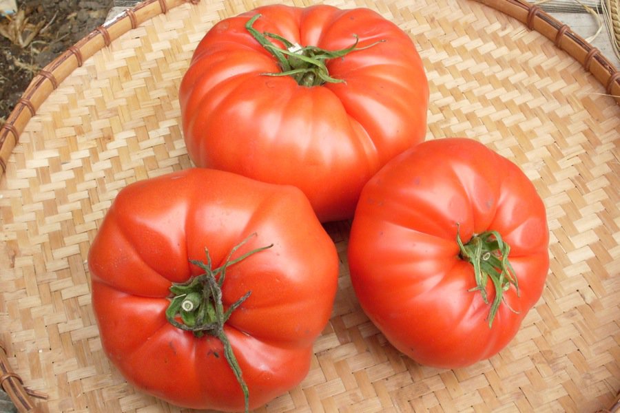 Organic Pusztakolosz Tomato Seed
