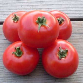 Tomato, Santiam (Organic)