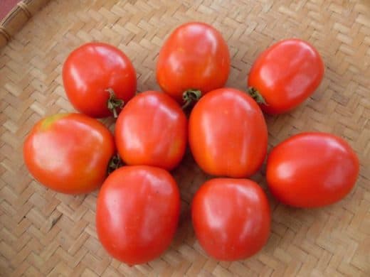 Tomato, Saucey (Organic)
