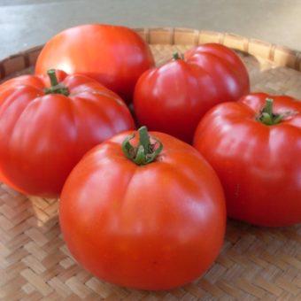 Tomato, Starfire (Organic)