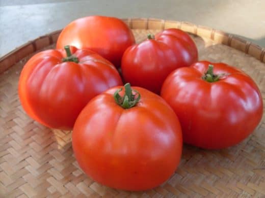 p-9406-tomato_starfire1-