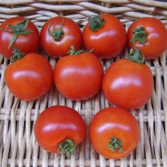 Tomato, Stupice (Organic)