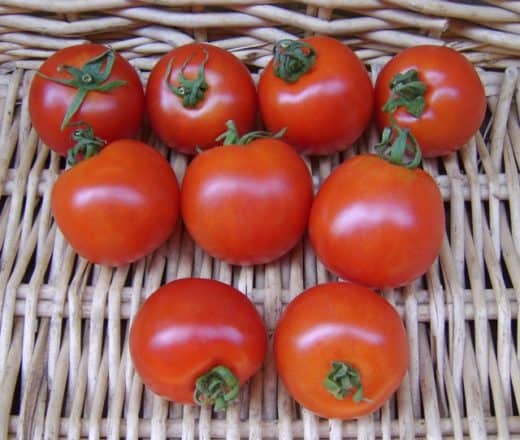 Tomato, Stupice (Organic)