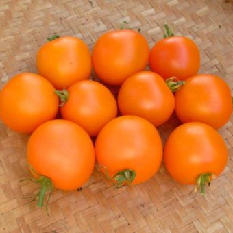 Tomato, Sungella (Organic)