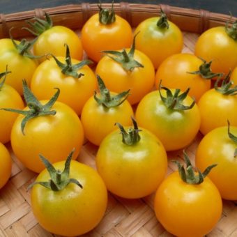 Tomato, Sunshine Cherry (Organic)