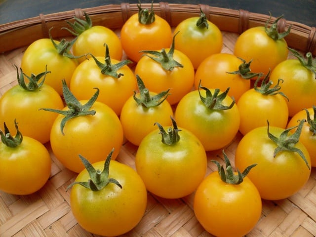 Napa Chardonnay Blush Cherry Tomato Seeds Organic Heirloom Yellow Fruit USA 