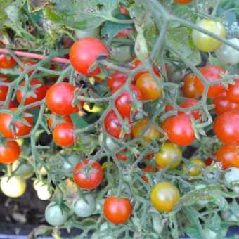 Tomato, Sweet Cherriette (Organic)