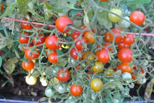 Tomato, Sweet Cherriette (Organic)