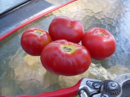 Tomato, Uralskiy Ranniy (Organic)