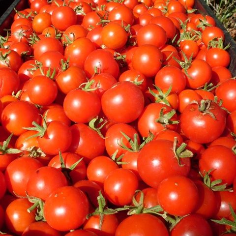 Tomato, Zuckertraube