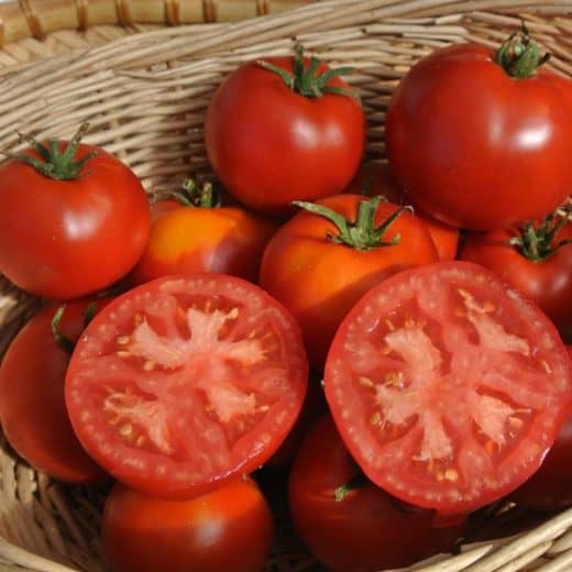 Tomato, Gill's All Purpose (Organic)