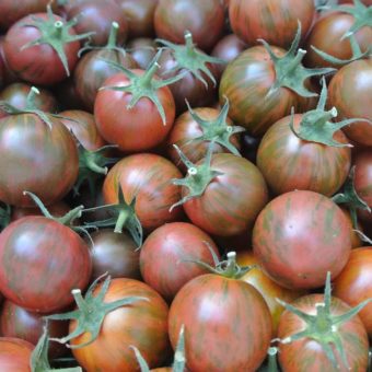 Tomato, Purple Bumble Bee (Organic)
