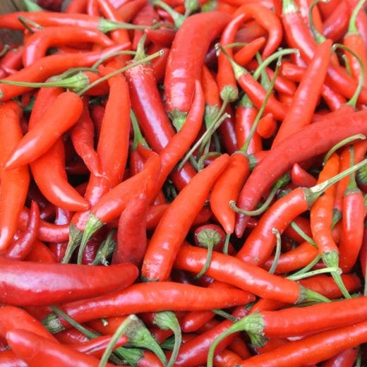Hot Pepper, Adaptive Early Thai Grex (Organic)