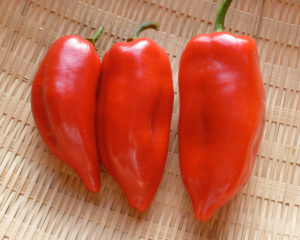 Sweet Pepper, Pointy Kaibi #1 (Organic)