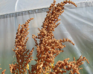 Quinoa, Dave 407 (Organic)