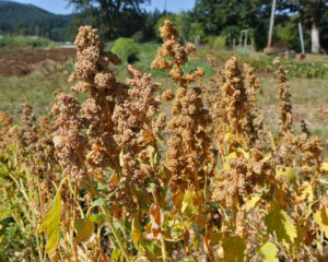 Quinoa, Linares (Organic)