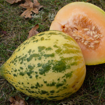Organic Sweet Freckles melon seed