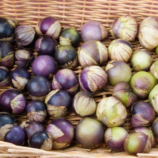 Organic Tomatillo Seeds Purple Keepers Modern Landrace