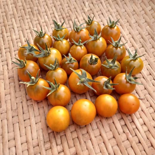 Organic Dark Orange Muscat Tomato seed