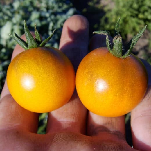 Dark Orange Muscat Tomato