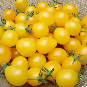 Organic Tomato Estonian Yellow Cherry Seed