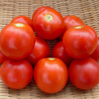 Organic Fakel Tomato Seed